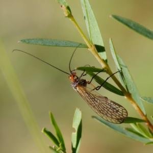 Chorista australis at Uriarra, NSW - 31 Mar 2021