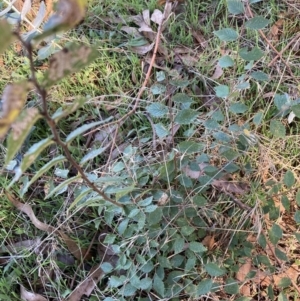 Ulmus procera at Watson, ACT - 1 Apr 2021