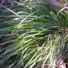 Nassella neesiana (Chilean Needlegrass) at Hackett, ACT - 1 Apr 2021 by waltraud