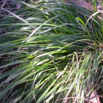 Nassella neesiana (Chilean Needlegrass) at Hackett, ACT - 1 Apr 2021 by waltraud