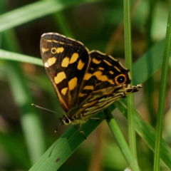 Oreixenica kershawi (Striped Xenica) at Kosciuszko National Park - 27 Jan 2017 by DPRees125