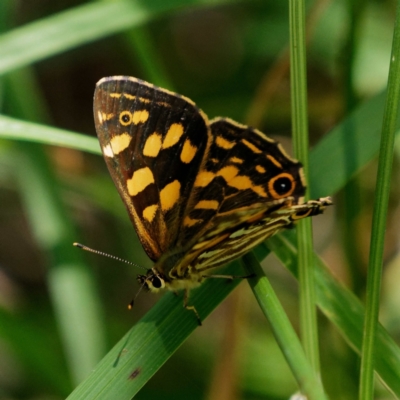 Oreixenica kershawi (Striped Xenica) at Kosciuszko National Park - 27 Jan 2017 by DPRees125