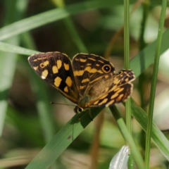 Oreixenica kershawi at Kosciuszko National Park, NSW - 27 Jan 2017 01:50 PM