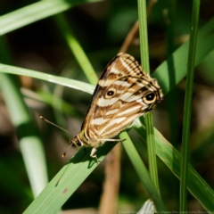 Oreixenica kershawi at Kosciuszko National Park, NSW - 27 Jan 2017