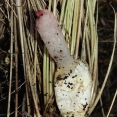 Unidentified Clubs/stalks on wood or on leaf/twig litter at Krawarree, NSW - 7 Feb 2021 by DebK