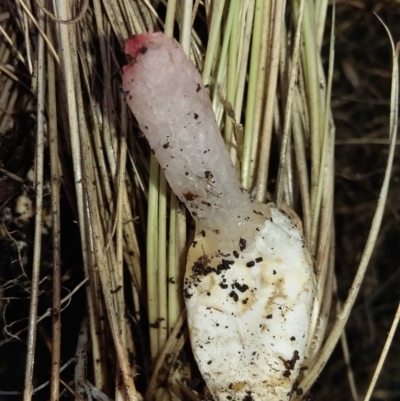 Unidentified Clubs/stalks on wood or on leaf/twig litter at QPRC LGA - 7 Feb 2021 by DebK