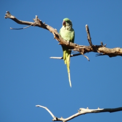 Psittacula eupatria (Alexandrine Parakeet) at Percival Hill - 1 Apr 2021 by bigears