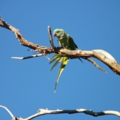 Psittacula eupatria at Nicholls, ACT - suppressed