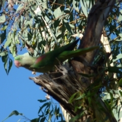 Psittacula eupatria at Nicholls, ACT - suppressed