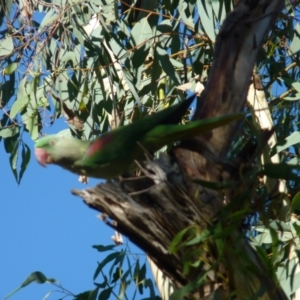 Psittacula eupatria at Nicholls, ACT - suppressed