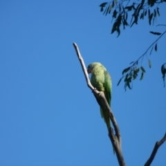 Psittacula eupatria at Nicholls, ACT - suppressed