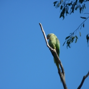 Psittacula eupatria at Nicholls, ACT - suppressed