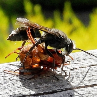 Pison sp. (genus) (Black mud-dauber wasp) at Crooked Corner, NSW - 1 Apr 2021 by Milly