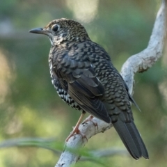 Zoothera lunulata (Bassian Thrush) at Acton, ACT - 2 Apr 2021 by patrickcox