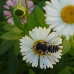 Pseudoanthidium (Immanthidium) repetitum (African carder bee, Megachild bee) at Holt, ACT - 2 Apr 2021 by tpreston