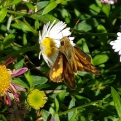 Ocybadistes walkeri (Green Grass-dart) at Holt, ACT - 2 Apr 2021 by trevorpreston
