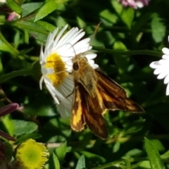 Ocybadistes walkeri at Holt, ACT - 2 Apr 2021