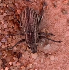 Naupactus leucoloma (White-fringed weevil) at Murrumbateman, NSW - 2 Apr 2021 by SimoneC
