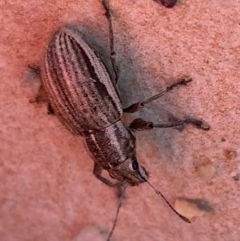 Naupactus leucoloma at Murrumbateman, NSW - 2 Apr 2021 02:31 PM