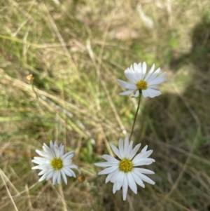 Brachyscome sp. at Tennent, ACT - 2 Apr 2021 01:26 PM