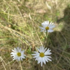 Brachyscome sp. (Cut-leaf daisy) at Tennent, ACT - 2 Apr 2021 by KL