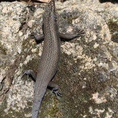 Egernia saxatilis (Black Rock Skink) at Namadgi National Park - 2 Apr 2021 by KL