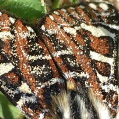 Apina callisto (Pasture Day Moth) at Burra, NSW - 2 Apr 2021 by YellowButton