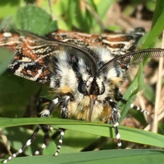 Apina callisto at Burra, NSW - 2 Apr 2021