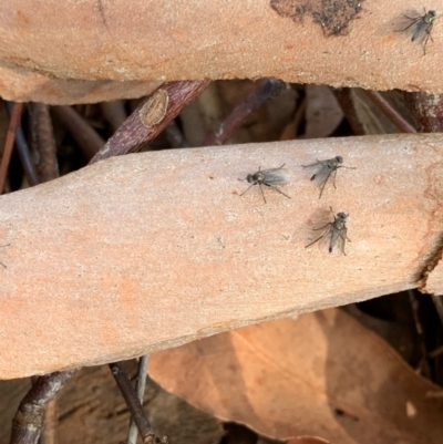 Diaphorinae (subfamily) (Long-legged fly) at Murrumbateman, NSW - 26 Mar 2021 by SimoneC