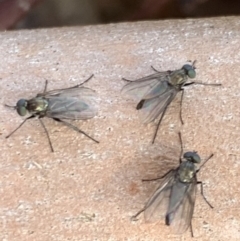 Diaphorinae (subfamily) at Murrumbateman, NSW - 26 Mar 2021 04:35 PM