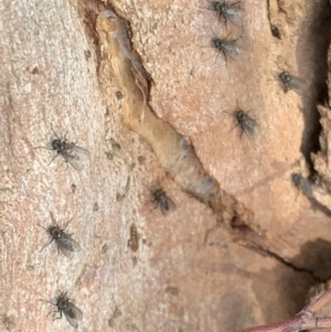 Diaphorinae (subfamily) at Murrumbateman, NSW - 26 Mar 2021
