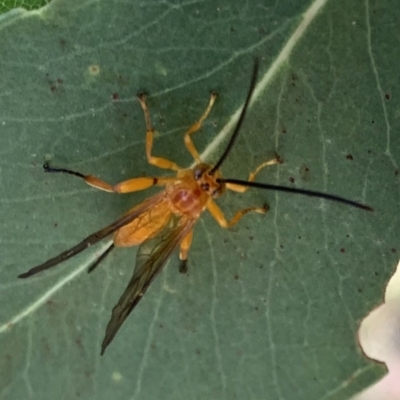 Theronia sp. (genus) at Murrumbateman, NSW - 26 Mar 2021 by SimoneC