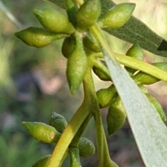 Eucalyptus bridgesiana (Apple Box) at Mount Painter - 2 Apr 2021 by drakes