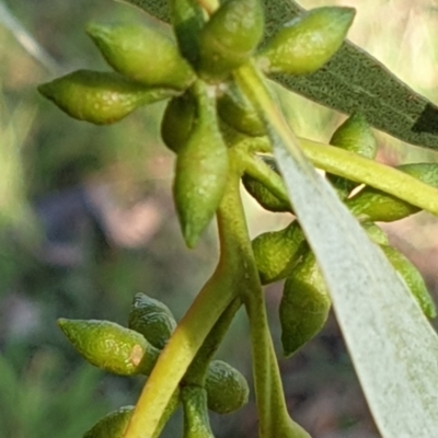 Eucalyptus bridgesiana (Apple Box) at Mount Painter - 2 Apr 2021 by drakes