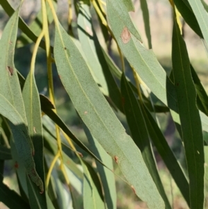 Eucalyptus bridgesiana at Mount Painter - 2 Apr 2021