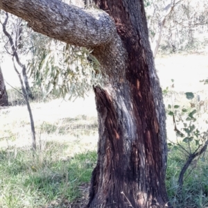 Eucalyptus bridgesiana at Mount Painter - 2 Apr 2021