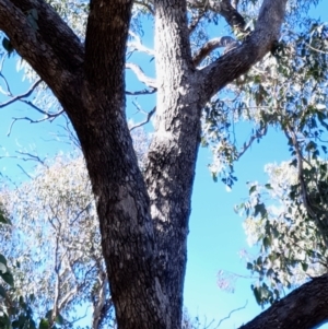 Eucalyptus bridgesiana at Mount Painter - 2 Apr 2021