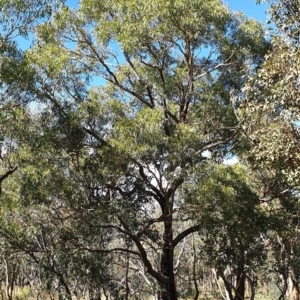 Eucalyptus bridgesiana at Mount Painter - 2 Apr 2021