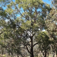 Eucalyptus bridgesiana at Mount Painter - 2 Apr 2021