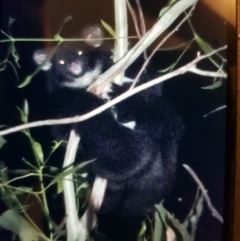 Petauroides volans (Greater Glider) at Uriarra Village, ACT - 2 Apr 2021 by danswell