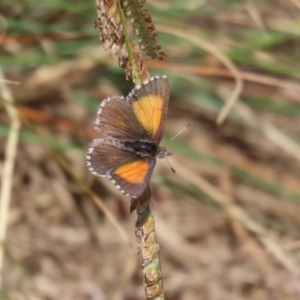 Lucia limbaria at Bonython, ACT - 2 Apr 2021