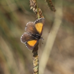 Lucia limbaria at Bonython, ACT - 2 Apr 2021