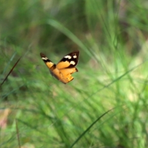 Heteronympha merope at Bonython, ACT - 2 Apr 2021