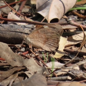 Heteronympha merope at Bonython, ACT - 2 Apr 2021