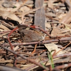 Heteronympha merope at Bonython, ACT - 2 Apr 2021