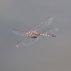 Hemicordulia tau (Tau Emerald) at Bonython, ACT - 2 Apr 2021 by RodDeb