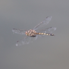 Hemicordulia tau (Tau Emerald) at Stranger Pond - 2 Apr 2021 by RodDeb