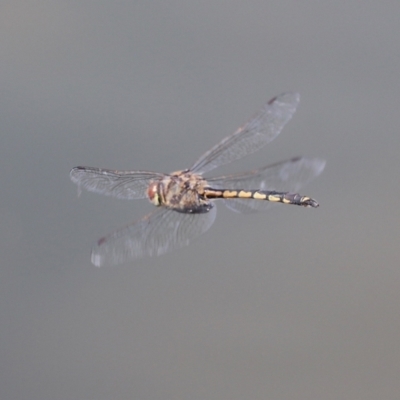 Hemicordulia tau (Tau Emerald) at Bonython, ACT - 2 Apr 2021 by RodDeb