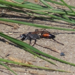Podalonia tydei (Caterpillar-hunter wasp) at Stranger Pond - 2 Apr 2021 by RodDeb