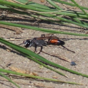 Podalonia tydei at Bonython, ACT - 2 Apr 2021